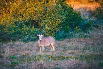 Golden Oryx (Gemsbok) bull standing in grassy field in golden hour sunlight