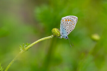 Lycaenidae / Çokgözlü Mavi / Common Blue / Polyommatus icarus
