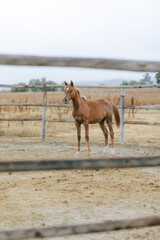 Horse in the paddock 