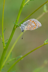 Lycaenidae / Çokgözlü Mavi / Common Blue / Polyommatus icarus