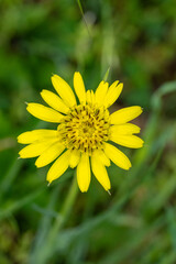 yellow dandelion flower