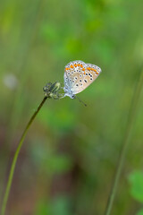 Lycaenidae / Çokgözlü Mavi / Common Blue / Polyommatus icarus