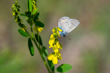Lycaenidae / Çokgözlü Güzel Mavi / Greek Mazarine Blue / Polyommatus bellis