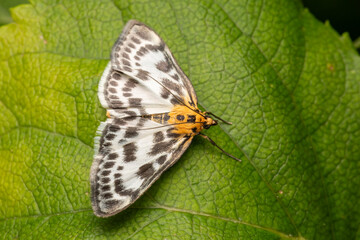 Brennesselzünsler Anania hortulata makro