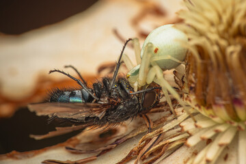 Veränderliche Krabbenspinne mit Fliege als Beute makro