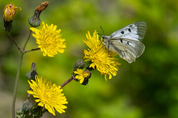 Papilionidae / Dumanlı Apollo / Clouded Apollo / Parnassius mnemosyne