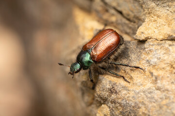 Gartenlaubkäfer Phyllopertha horticola makro