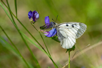 Papilionidae / Dumanlı Apollo / Clouded Apollo / Parnassius mnemosyne