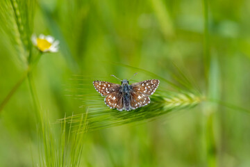 Hesperiidae / Ebegümeci Zıpzıpı / Grizzled Skipper / Pyrgus malvae