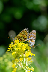 Nymphalidae / Benekli İparhan / Spotted fFitillary / Melitaea didyma