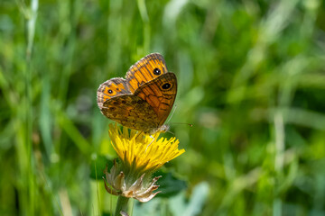 Fototapeta premium Satyridae / Küçük Esmerboncuk / Wall / Lasiommata megera