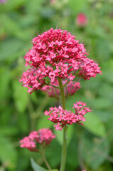 Fototapeta premium *rosa Blume*