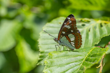 Nymphalidae / Akdeniz Hanımeli Kelebeği / Southern White Admiral / Limenitis reducta