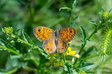 Satyridae / Küçük Esmerboncuk / Wall / Lasiommata megera