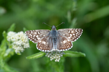 Hesperiidae / Sarı Bantlı Zıpzıp / Yellow-banded Skipper / Pyrgus sidae