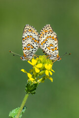 Nymphalidae / Benekli İparhan / Spotted fFitillary / Melitaea didyma