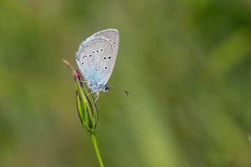 Lycaenidae / Minik Kupid / Small Blue / Cupido minimus