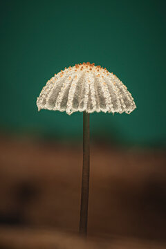Wolliger Dungtintling Pilz Coprinopsis cordispora makro