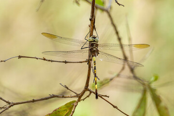 Libelle