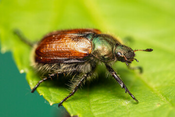 Gartenlaubkäfer Phyllopertha horticola makro