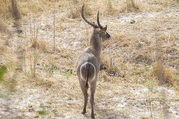 Antilope