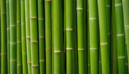 Detailed view of a vibrant green bamboo plant with intricate leaves and sturdy stems