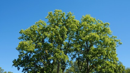 Fototapeta premium Trees of considerable size against a backdrop of a clear blue sky