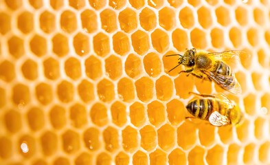 Macro honeycomb with bees. Close up view of the working bees on honey cells