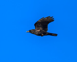 The excellent lighting shows us that Crows are not uniformly black, they do have other tints in their feathers.