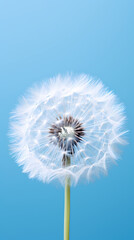 Abstract dandelion flower