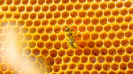bee on honeycombs with honey. bee crawls through the combs collecting honey