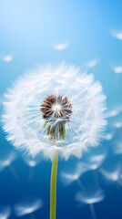 Abstract dandelion flower