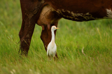 Western cattle egret Bubulcus ibis
