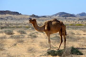 Camellos en Sharqiya Sands, Sultanato de Om&aacute;n