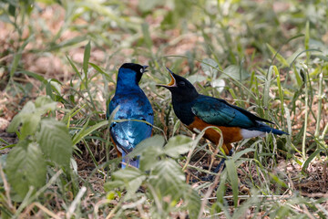 Tanzania - Lake Manyara National Park - superb starling (Lamprotornis superbus)
