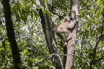 Tanzania - Lake Manyara National Park - olive baboon (Papio anubis)
