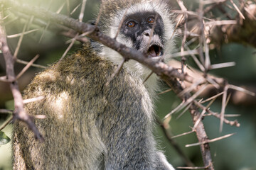 Tanzania - Lake Manyara National Park - vervet monkey (Chlorocebus pygerythrus)