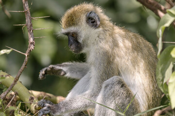 Tanzania - Lake Manyara National Park - vervet monkey (Chlorocebus pygerythrus)