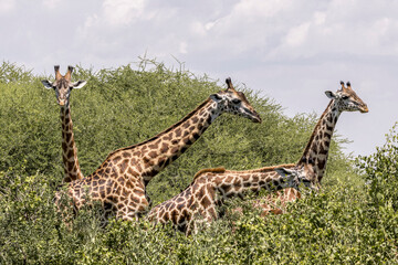 Tanzania - Lake Manyara National Park - Masai giraffe (Giraffa tippelskirchi) © Guillaume