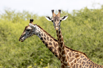 Tanzania - Lake Manyara National Park - Masai giraffe (Giraffa tippelskirchi)