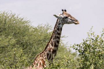 Tanzania - Lake Manyara National Park - Masai giraffe (Giraffa tippelskirchi)