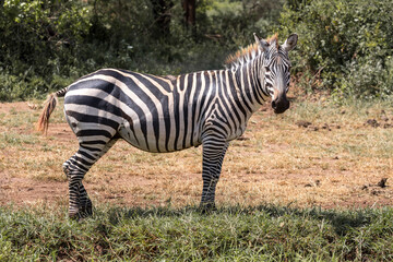 Tanzania - Lake Manyara National Park - plains zebra (Equus quagga)
