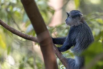 Tanzania - Lake Manyara National Park - diademed monkey (Cercopithecus mitis)