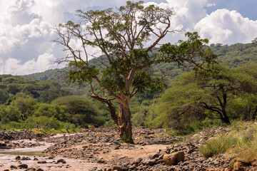 Tanzania - Lake Manyara National Park - Lone Acacia in the Savannah
