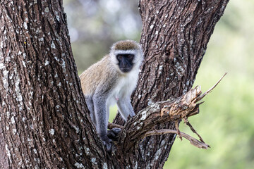 Tanzania - Tarangire National Park - vervet monkey (Chlorocebus pygerythrus)