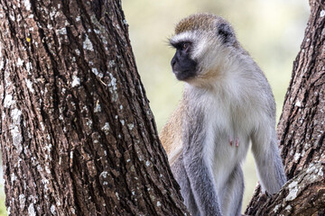 Tanzania - Tarangire National Park - vervet monkey (Chlorocebus pygerythrus)