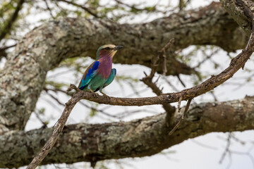 lilac-breasted roller (Coracias caudatus)