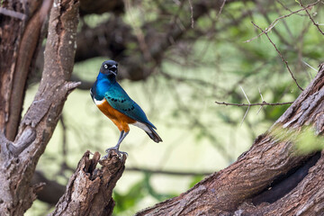Tanzania - Tarangire National Park - superb starling (Lamprotornis superbus)