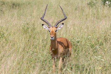 Tanzania - Tarangire National Park - impala male (Aepyceros melampus)