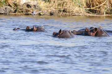Fototapeta premium Nilpferd